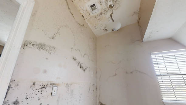 Best Water Damage & Mold Remediation  in Brookdale, SC