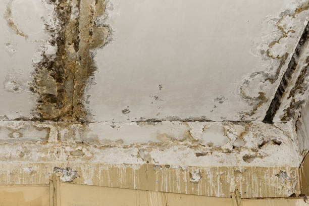 Best Mold Odor Removal Services  in Brookdale, SC