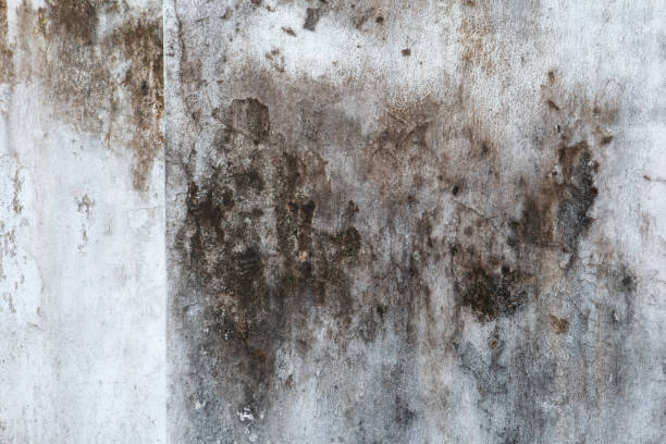 Best Mold Damage Restoration  in Brookdale, SC