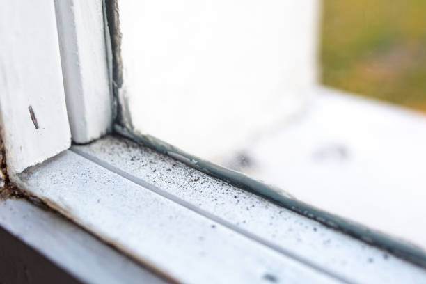Best Biohazard Mold Removal  in Brookdale, SC