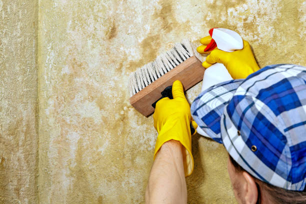 Best Mold Prevention Services  in Brookdale, SC