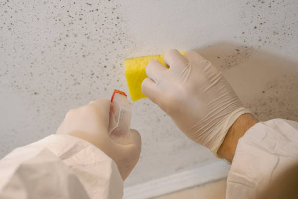 Best Environmental Consulting for Mold Prevention  in Brookdale, SC