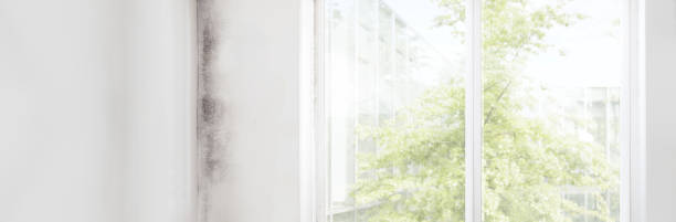 Best Post-Construction Mold Inspection  in Brookdale, SC