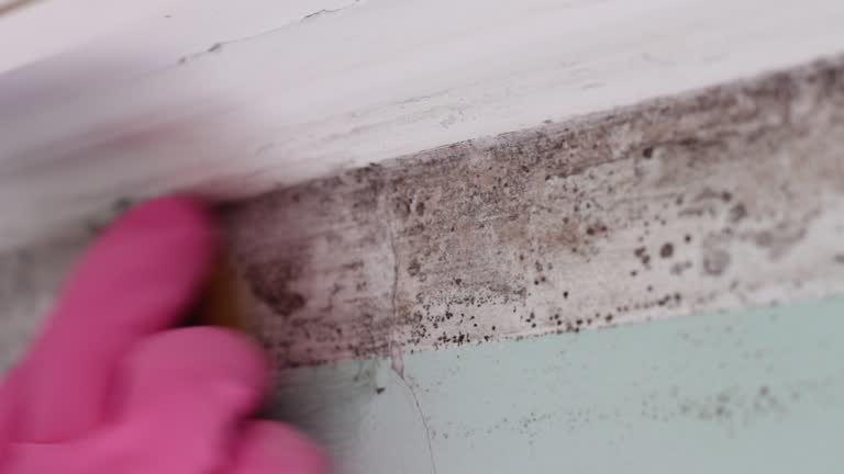 Best Basement Mold Removal  in Brookdale, SC